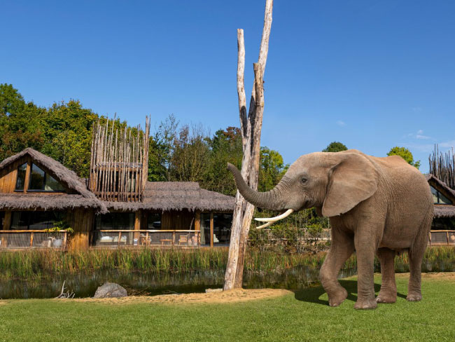 Elephants at West Midlands Safari Park - GET New Ventilation